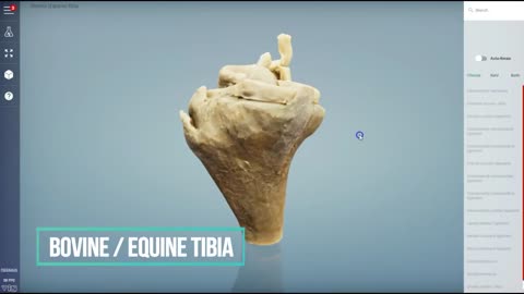 Cow - Horse proximal tibia - 3D Veterinary Anatomy & Learning IVALA