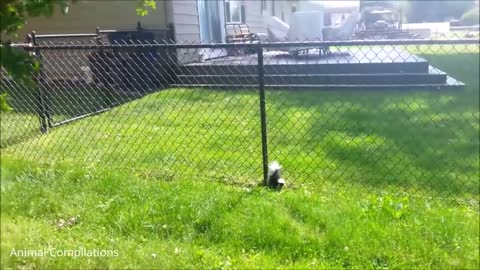 funniest animal amazing skunk