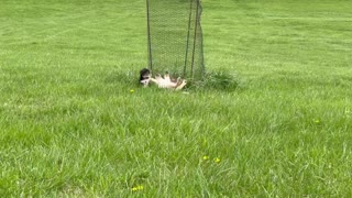 9 week golden retriever and 8 week Coton de Tulear play