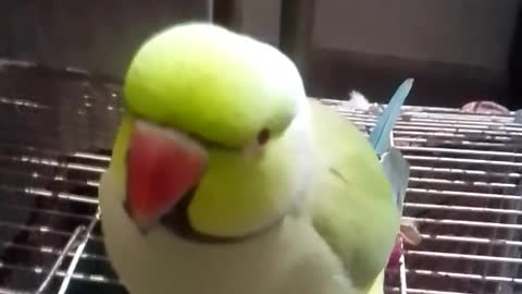 Parrot is angry