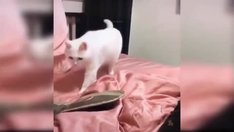 The cat is walking to the beat of a beautiful dance