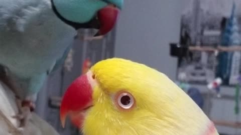 Chatterbox Parrot Avoiding Bedtime