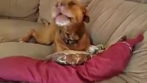 Dog Successfully Sings Along To 'Old MacDonald Had A Farm'