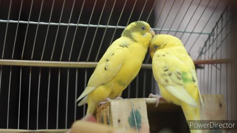 Parrot kissing to each other 😍😍