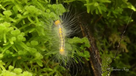 Long-haired caterpillar in Amazon rainforest of Ecuador