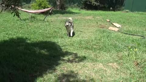 Huskies get free electricity, finally