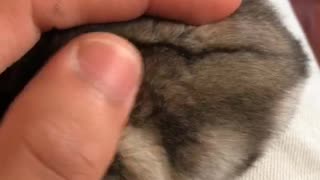 Petting small grey hamster