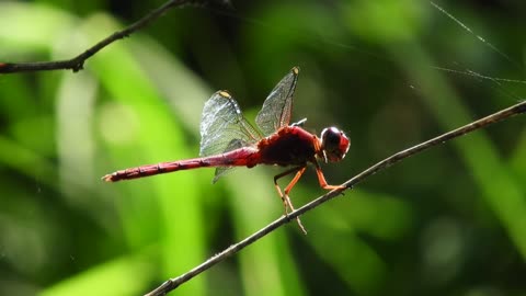 dragonfly red