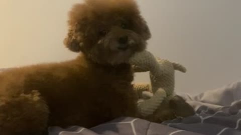 Cute brown poodle with toy