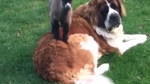 Saint Bernard befriends orphaned baby goat