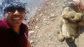 Tourist Fun Smile With Camel Dahab Egypt
