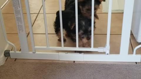 Puppy Gate Fail