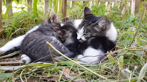 Cute Kitties Staying at Their Mother Cheest