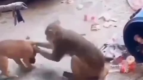 Funny monkey dog videos confidentmonkey