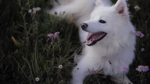 Very beautiful Samoyed, pure white is full of extravagance