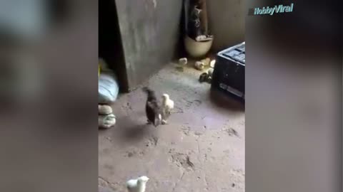 Brave chick faces the bully rooster