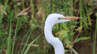 Great White Egret