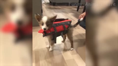 Bought a new life jacket for the dog