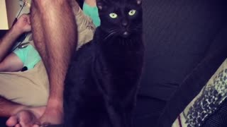 Black cat sitting on sofa looking at owner