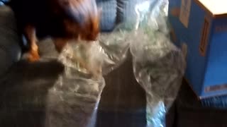 Buster and bubble wrap3