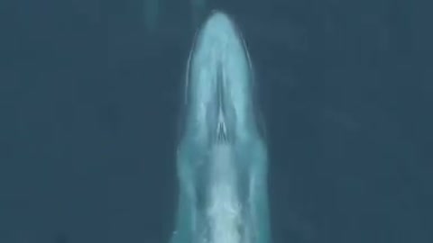 blue whale playing with dolphin