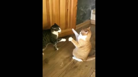 OMG Real Cat Fighting