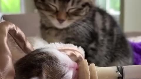 Newborn kitten feeding
