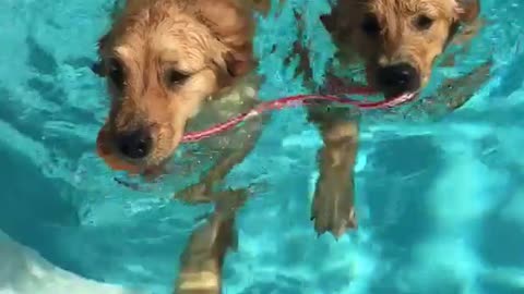 Golden retrievers swim together