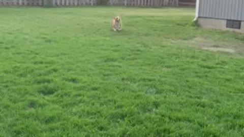 Corgi sized Frisbee