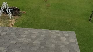 Twin Baby Deer!