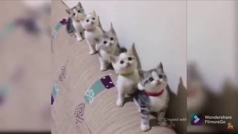 Baby Cats - Cute and Funny Cat video animallove