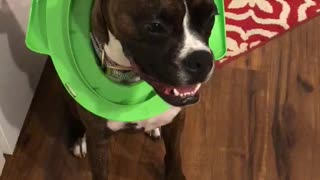 Boxer Gets Head Stuck in Child's Toilet Seat