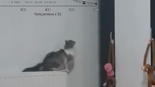 Cat calculating jump