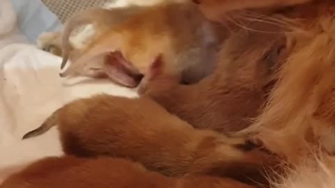 my newborn kittens eat milk