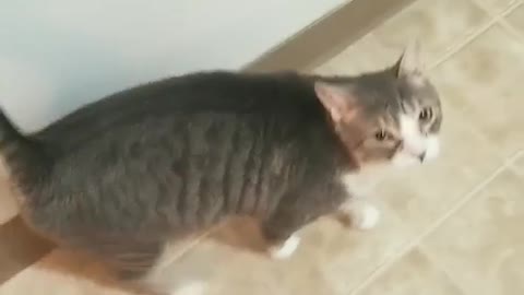 Cat speaking