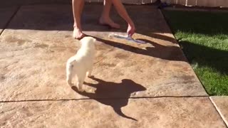 Golden retriever following water as owner pushes it away