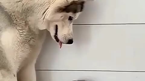 Dog mother show her love to cute cat