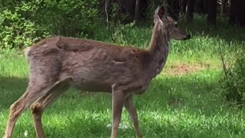 Deer and little dog