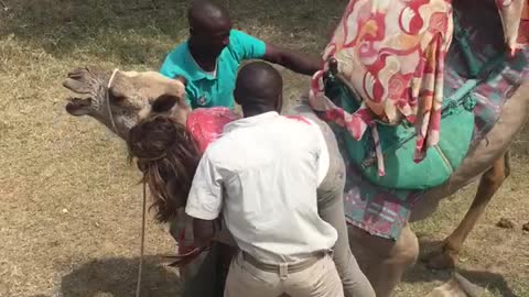 Camel With Gas Problem Not Feeling It