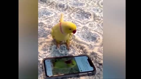 🦜🦜 Parrots Talk To Each Other Over The Phone 🦜🦜