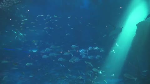 sea aquarium resorts world sentosa singapore marine life fish sea animals ocean