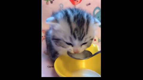 Kitten being spoon fed, literally