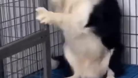 Cute and funny dog got scared and run