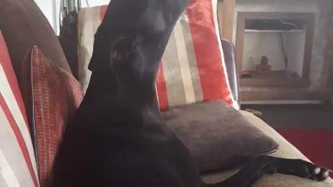 Crazy howling rescue Dog!