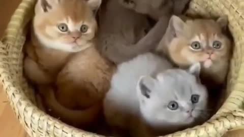 Beautiful cats Cute cats