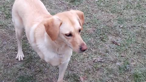 Zuja in dog park