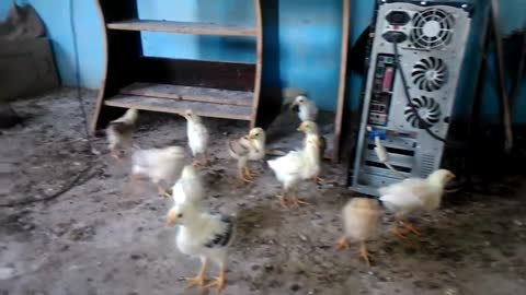 Small chicks in the warehouse