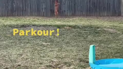 Parkour Dog trying catch squirrel