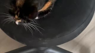 Spinning Cat