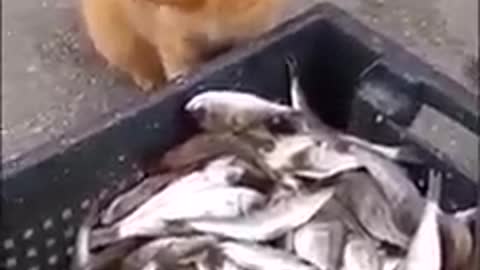 the cat steals a fish